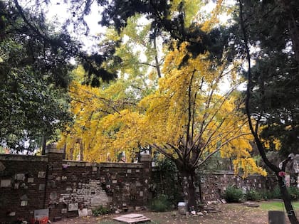 Además de su impactante valor ornamental, el ginkgo es apreciado por su longevidad