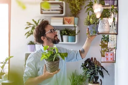 Además de su propósito decorativo, las plantas pueden tener numerosos efectos biológicos beneficiosos