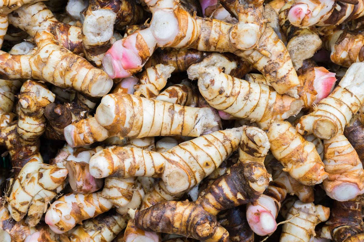 Además de su uso culinario, la galanga se emplea en la medicina tradicional por sus propiedades digestivas y antiinflamatorias.