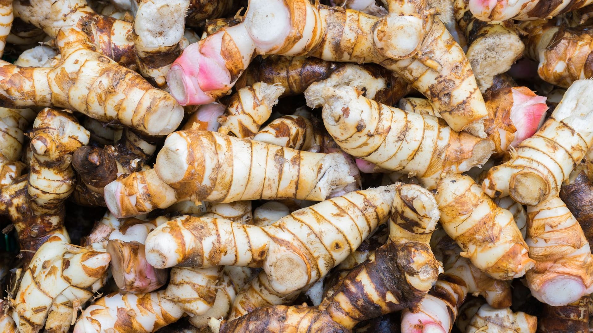 Además de su uso culinario, la galanga se emplea en la medicina tradicional por sus propiedades digestivas y antiinflamatorias.