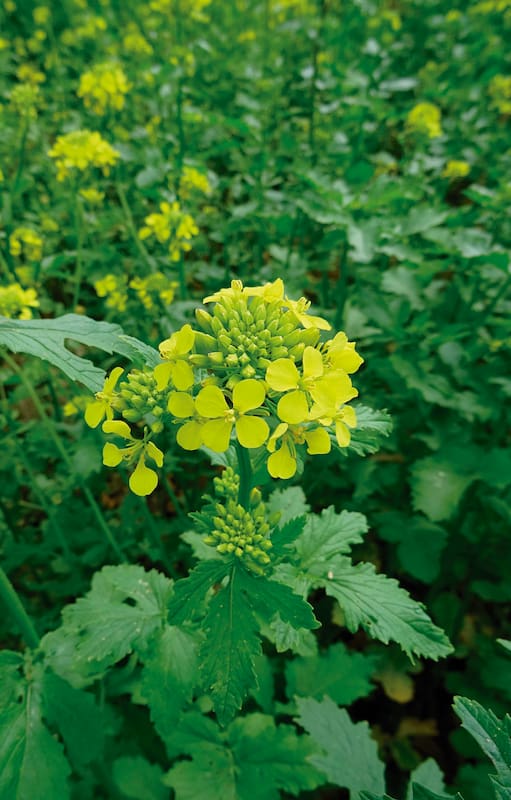 Además de su valioso aporte en gastronomía, la flor de la mostaza es muy bonita