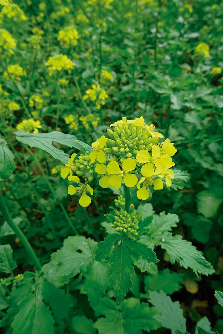 Además de su valioso aporte en gastronomía, la flor de la mostaza es muy bonita