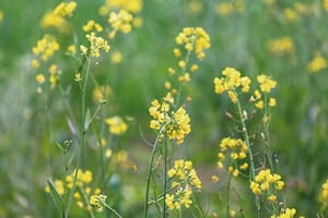 Por qué la aromática de moda va a ser la flor favorita de tu jardín
