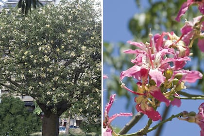Además de sus llamativas flores, el palo borracho tiene un tronco en forma de botellón con aguijones.