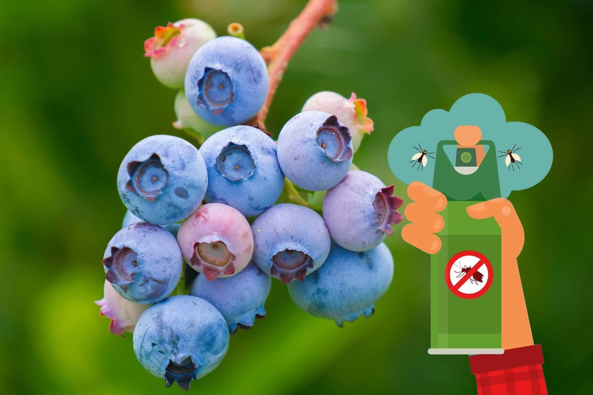 Además de sus propiedades beneficiosas para la salud, el arándano también podría ser útil para repeler insectos