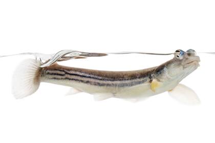 Además de tener una visión aérea y acuática a la vez, los peces de cuatro ojos (Anableps, oriundos del Amazonas) también presentan una asimetría en sus genitales