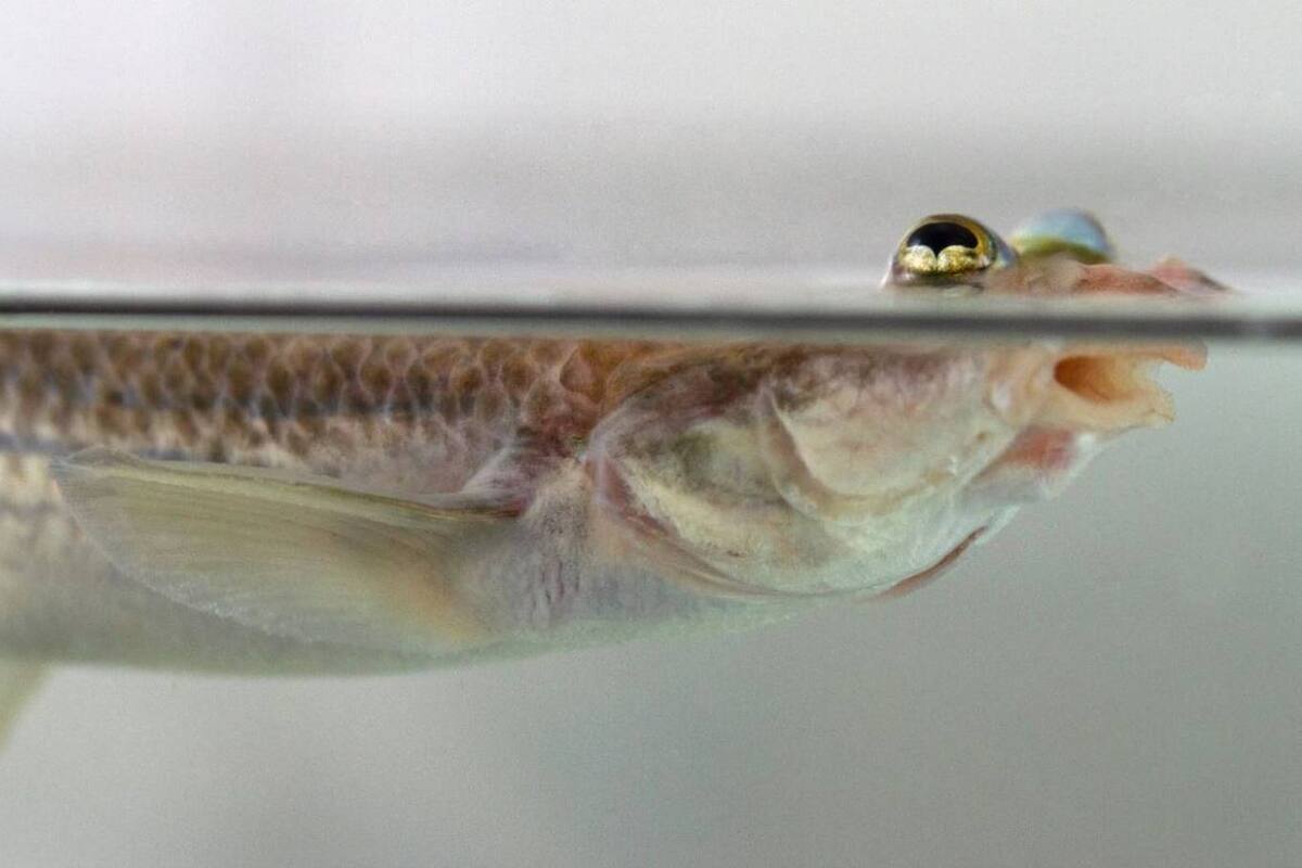Además de tener una visión aérea y acuática a la vez, los peces de cuatro ojos también presentan una asimetría en sus genitales