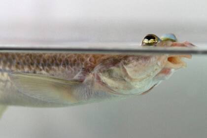 Además de tener una visión aérea y acuática a la vez, los peces de cuatro ojos también presentan una asimetría en sus genitales