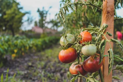 Además del equipo del IFEVA y de la Facultad de Agronomía de la Universidad de Buenos Aires, el estudio contó con la participación de especialistas del Instituto de Botánica Experimental de la Universidad Palacký, en República Checa, y del Instituto de Biociencias de la Universidad de São Paulo, en Brasil