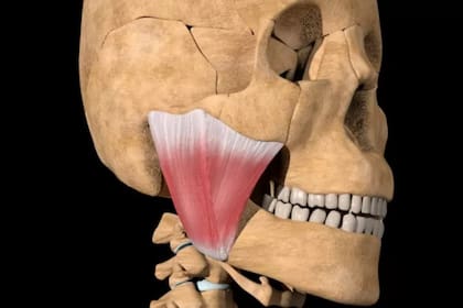 Además del estrés, las causas más comunes del DTM son lesiones en la zona de la mandíbula, la artritis, algunos tratamientos odontológicos, causas genéticas u hormonales, infecciones y enfermedades autoinmunitarias