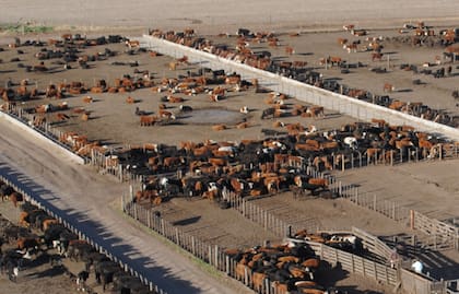 Además del frigorífico en Navarro, Tresnal posee un feedlot