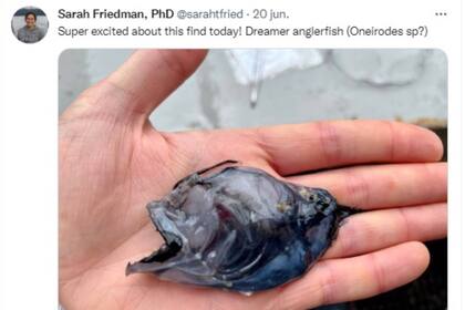 Además del pez caracol, en la expedición los científicos encontraron otras tantas especies como un rape negro. Captura Twitter @sarahtfired