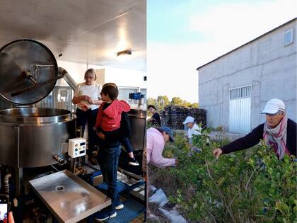 Además, la plantación realiza visitas guiadas, que ofrece una recorrida por el lugar, una pequeña cosecha y una degustación de jugos