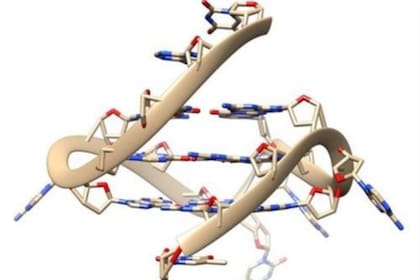 ADN de cuádruple hélice