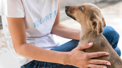 Adoptar es una gran elección porque le das una segunda oportunidad a un animal que necesita un hogar (Foto de carácter ilustrativa: Freepik)