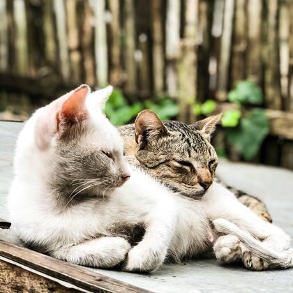 Adoptar un par de gatos mejora su bienestar emocional y les proporciona diversión las 24 horas