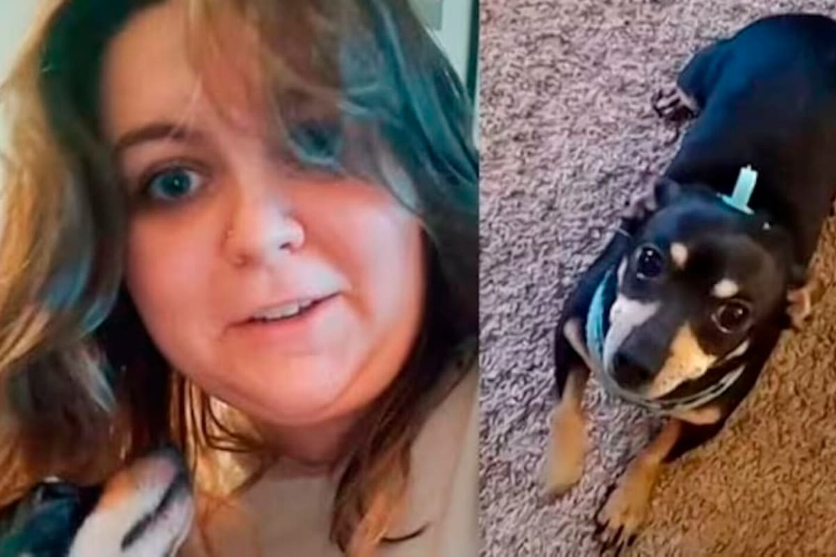 Adoptó un perro "absolutamente adorable" pero con una característica insólita que se volvió viral en redes