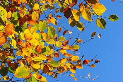 Nunca el otoño tuvo una entrada tan triunfal como la de esta temporada