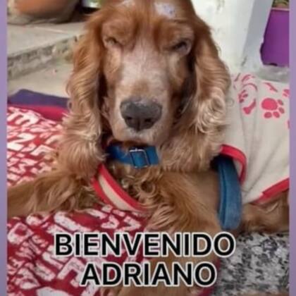 Adriano en la actualidad