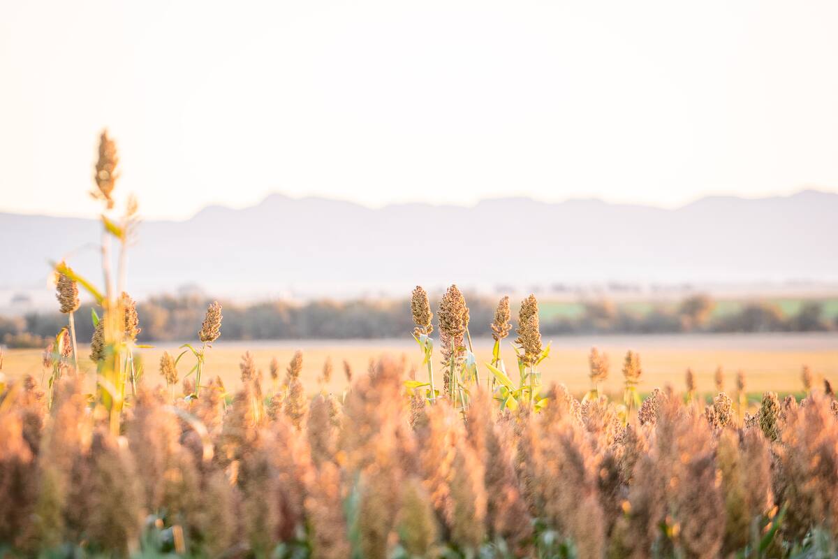 Advanta presentará en Expoagro su portafolio en sorgo, girasol y maíz, junto con nuevas tecnologías y servicios para los productores