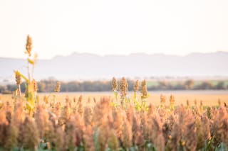 La industria semillera llega con nuevos híbridos, variedades y tecnologías para mejorar el rendimiento