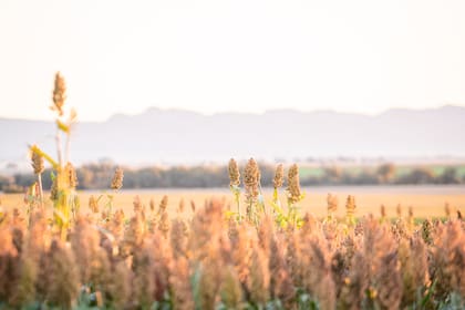 Advanta presentará en Expoagro su portafolio en sorgo, girasol y maíz, junto con nuevas tecnologías y servicios para los productores