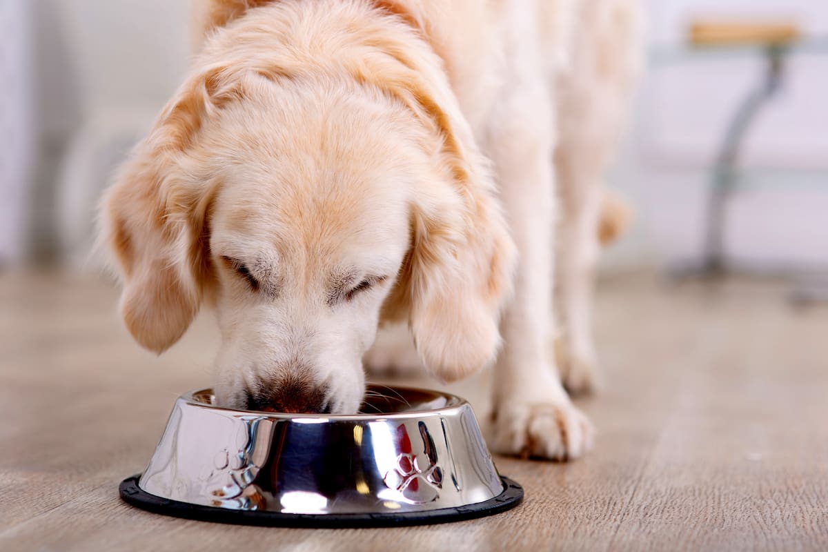 Advierten por la mala alimentación de las mascotas durante la cuarentena