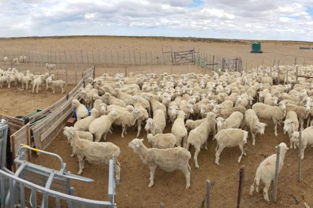 Advierten que el sector ovino vería comprometida sus exportaciones