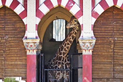 Advierten que los animales se estresarán durante las obras para renovar el zoo porteño