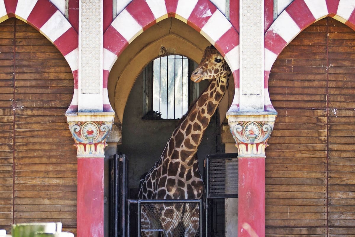 Advierten que los animales se estresarán durante las obras para renovar el zoo porteño