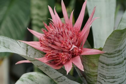 Aechmea fasciata
