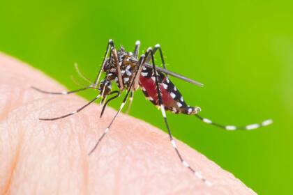Aedes aegypti, el mosquito transmisor del dengue