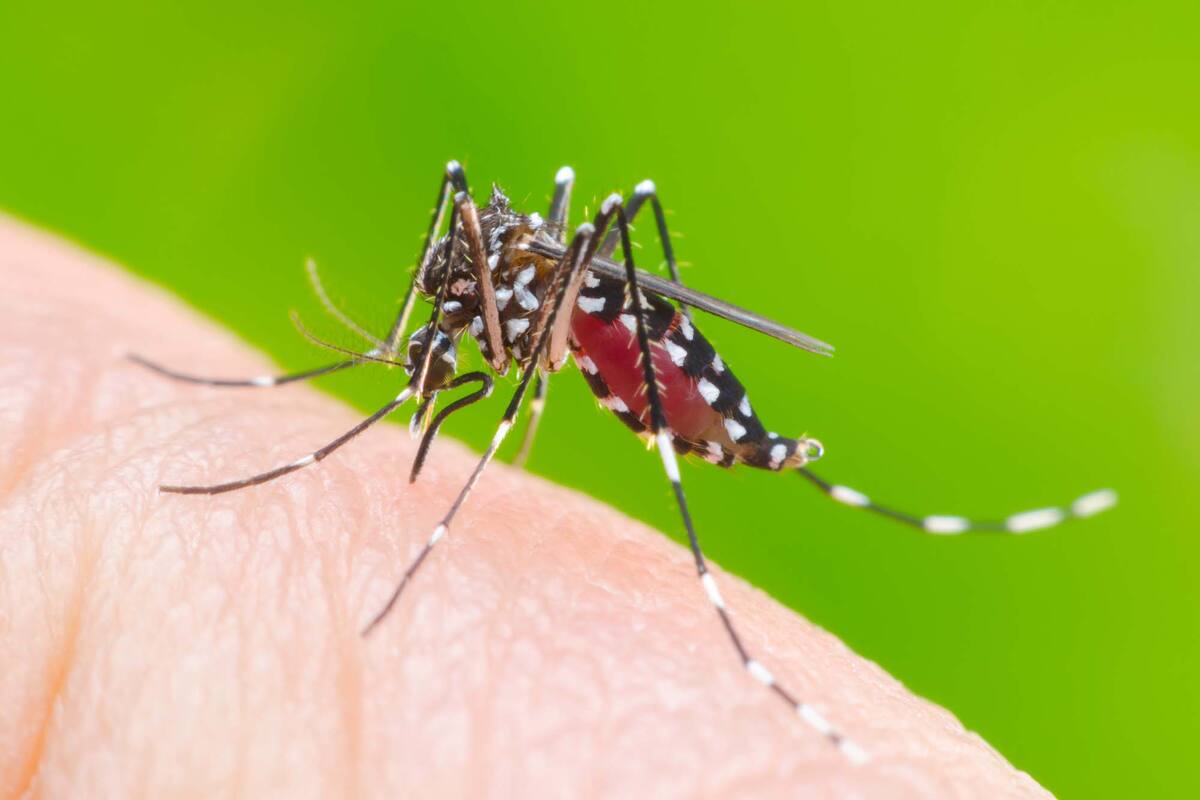 Aedes aegypti, mosquito dengue