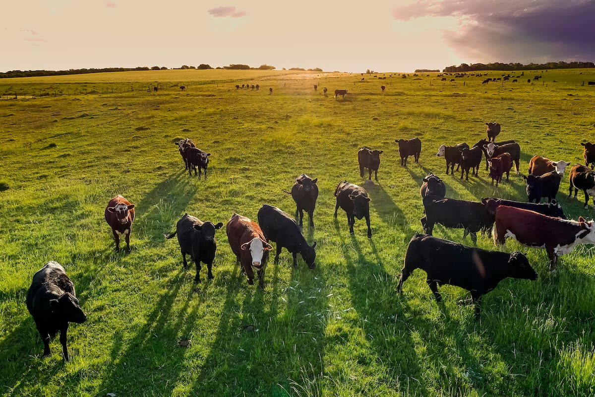 Aerial view of a troop of steers for export, cattle raised with natural pastures in the Argentine countryside