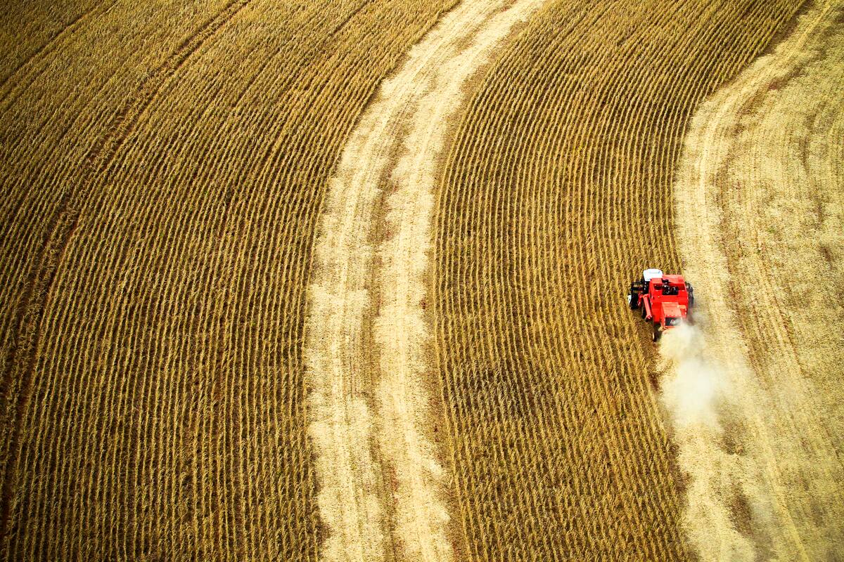 Aerial view of crop harvest milho, maquina conducting harvesting crops, Brazil.