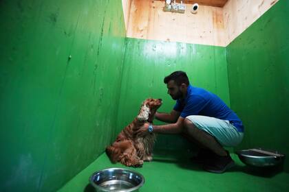 Aeropuerto de Roma inaugura un lujoso hotel para perros con servicios de lujo