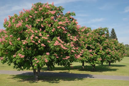 Aesculus hippocastanum ‘Carnea’ / Revista Jardín