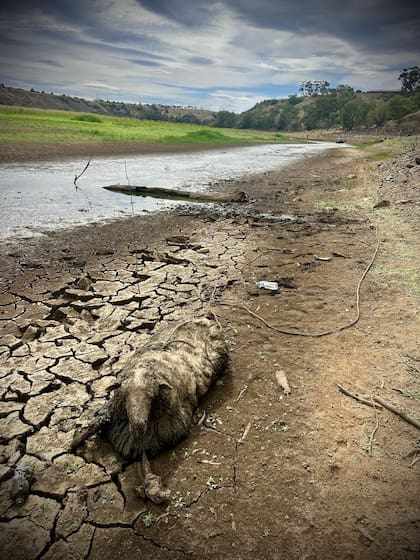 Aferrada a un hilo de vida, en un río seco.