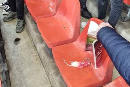 Aficionados del Sporting de Charleroi lanzaron ratas muertas en dirección a las tribunas ocupadas por los seguidores del Standard de Lieja