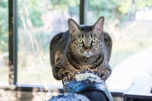 Afilar las garras es una acción fundamental para el bienestar de los gatos