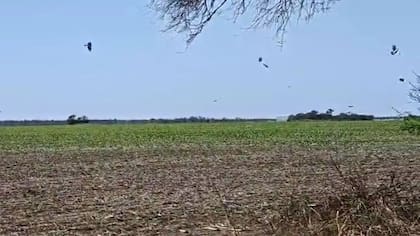 Afirman que no alcanza con medidas en una sola provincia