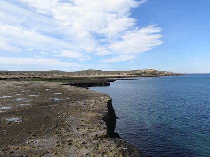 Afloramientos de la Formación Puerto Madryn en el área de Punta Buenos Aires y San Román (Chubut), donde se encontró el fósil de Kawas benegasorum.