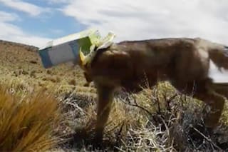 Salvó a un zorro de morir asfixiado por cajas en la Patagonia