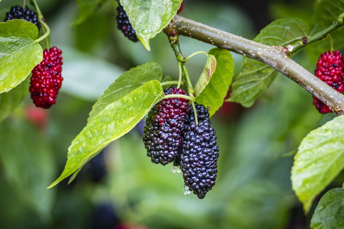 Agarrar moras y comerlas sin más puede traer problemas en la salud