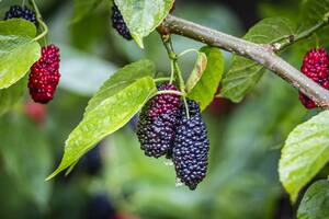 Agarrar moras y comerlas sin más puede traer problemas en la salud