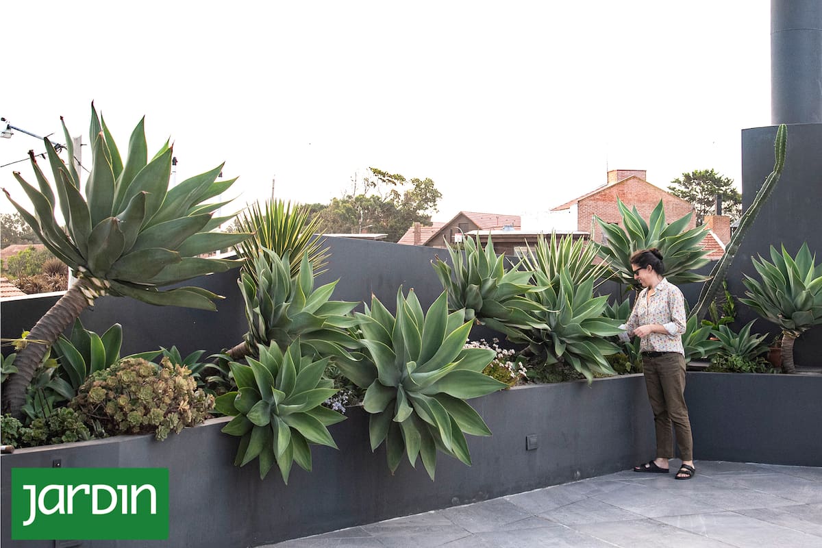 Agave attenuata, una de las protagonistas de la jardinería contemporánea, donde la belleza surge de la naturaleza y no del control constante