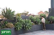 Por qué las plantas fáciles vuelven a estar de moda