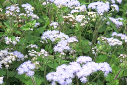 Ageratum