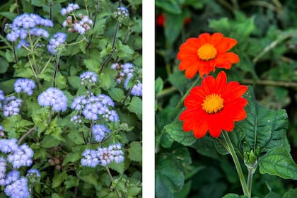 Ageratum houstonianum y Tithonia rotundifolia 'Torch', dos especies de color y textura muy atractiva para las mariposas