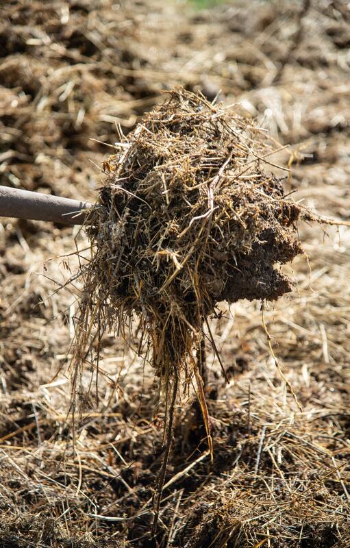 Agregar compost al suelo es una de las claves para mejorar la salud de las raíces